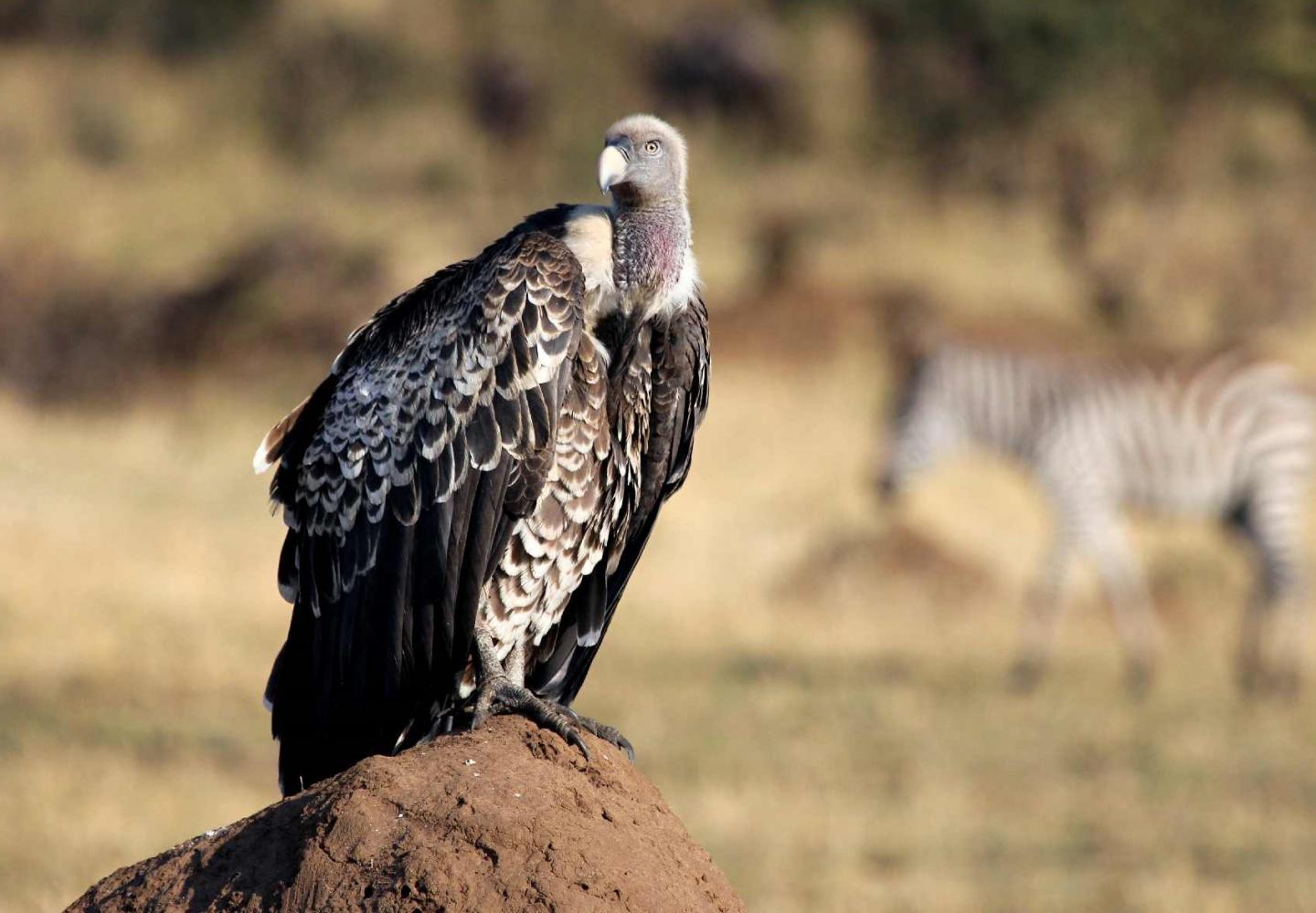 Ruppell's Griffon Vulture (Lake Mburu Uganda)