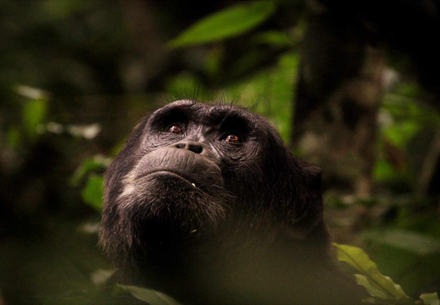 Male Chimpanzee looking at Canopy - Kibale Uganda
