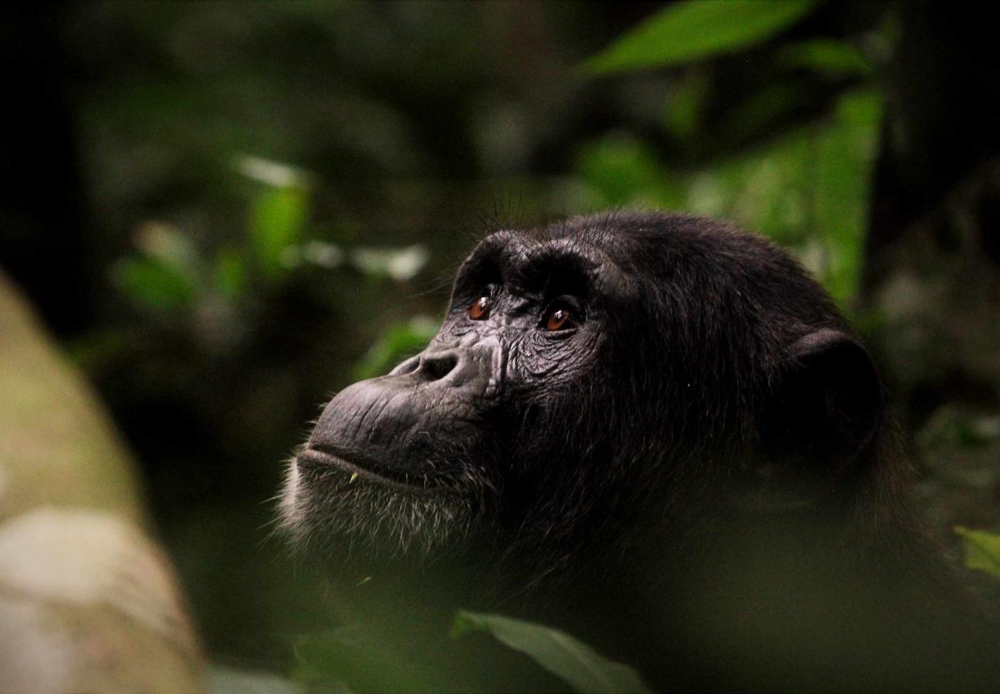 Male Chimpanzee on the outlook (Kibale Forest National Park)