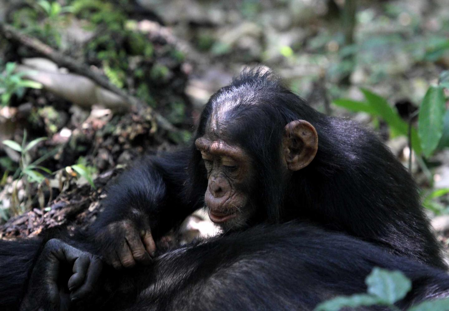 Juvenile Chimp grooming (Kibale Forest National Park)