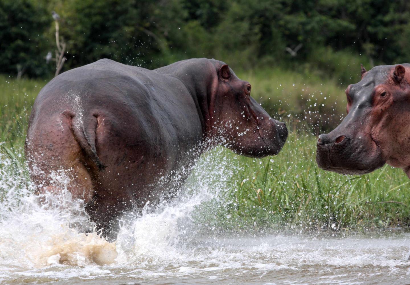 Two hippo on the bank of the Victoria River Nile (Murchsion Falls Uganda)