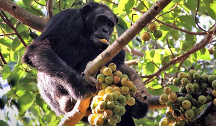Chimpanzee in fig tree (Kibale Forest Uganda)