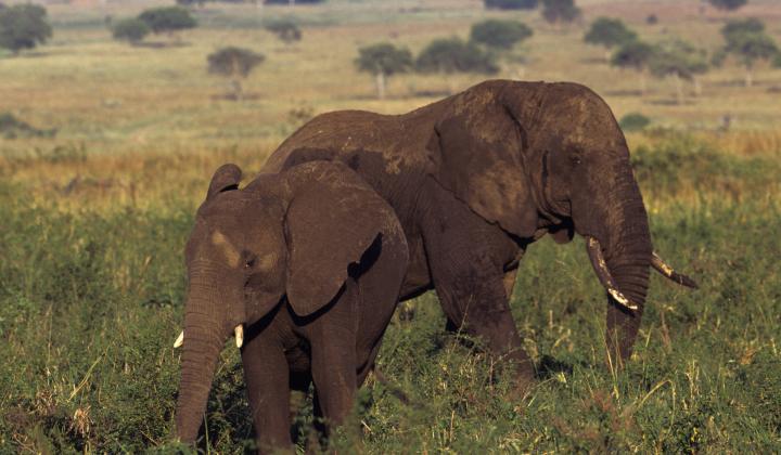 Two Elephants in Kidepo plain ( Kidepo National Park Uganda)
