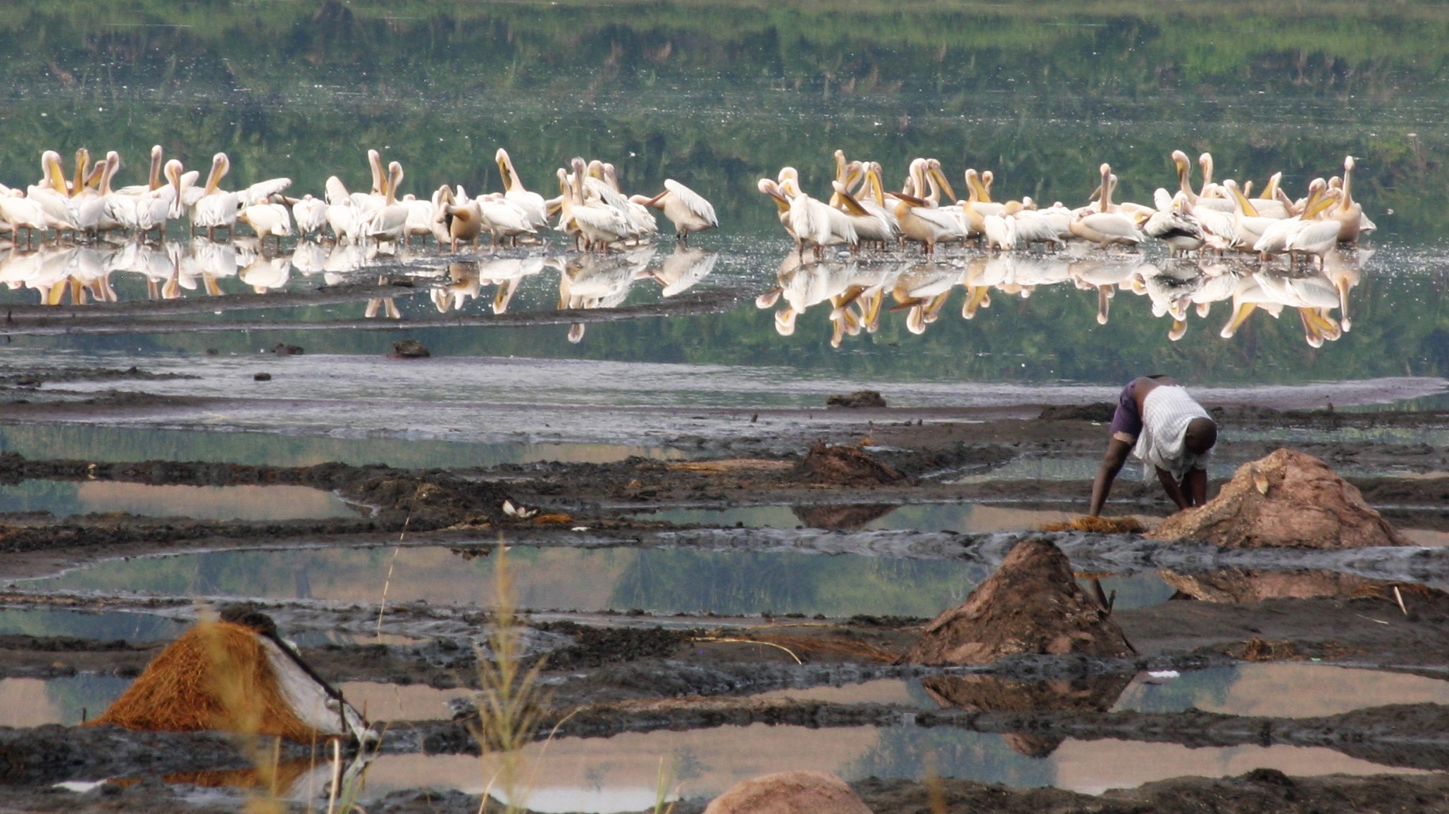 Great White Pelicans - Salt works at Mweya (Queen Elizabeth NP)